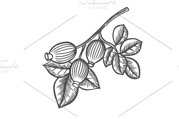 Briar rose engraved illustration
