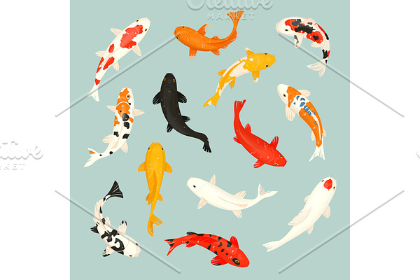 Koi fish vector illustration