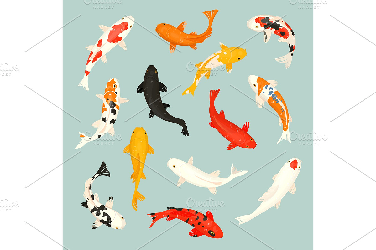 Koi fish vector illustration in Illustrations - product preview 8