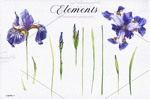 Blue Irises -watercolor painting set in Illustrations - product preview 1