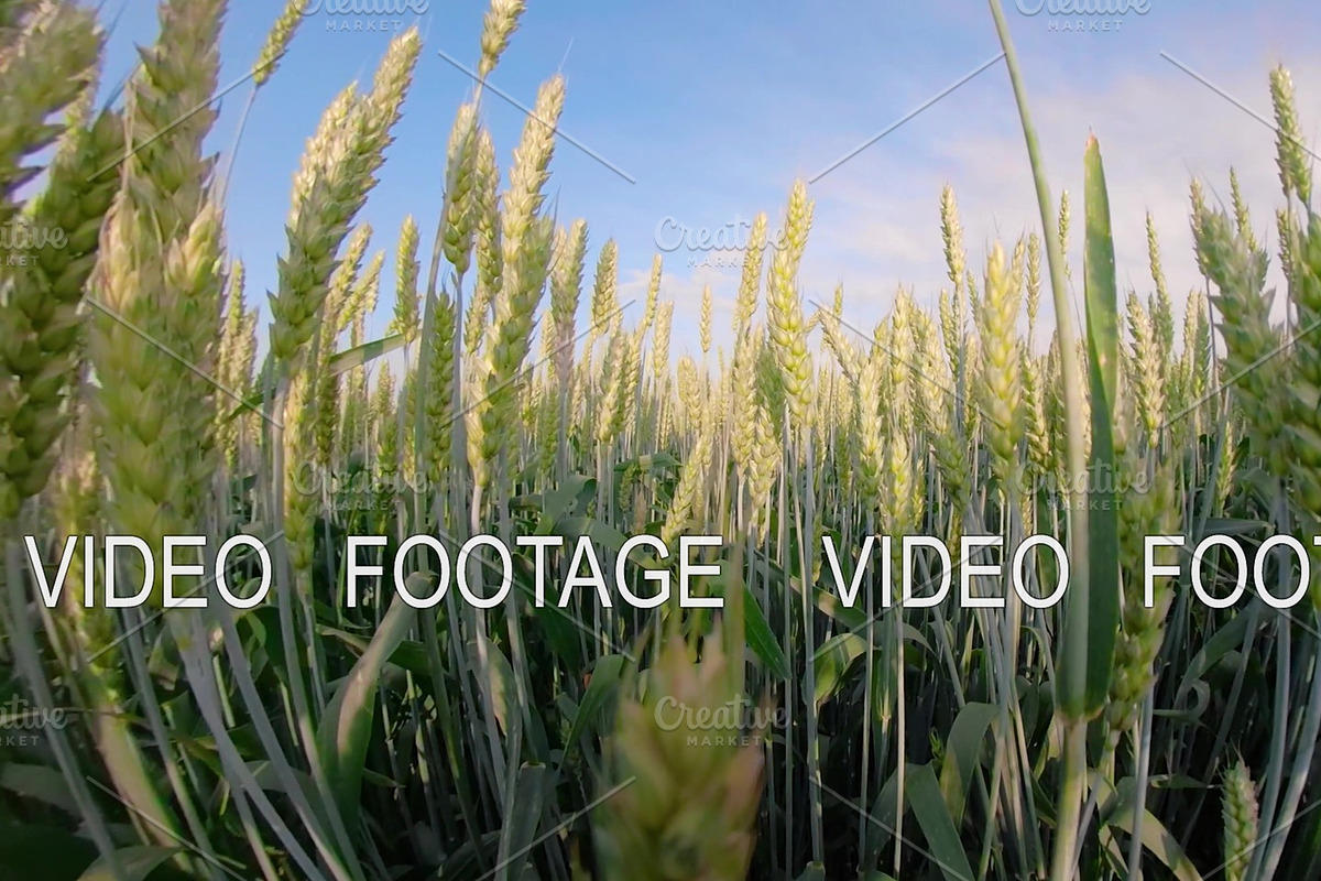 Green wheat field in Graphics - product preview 8