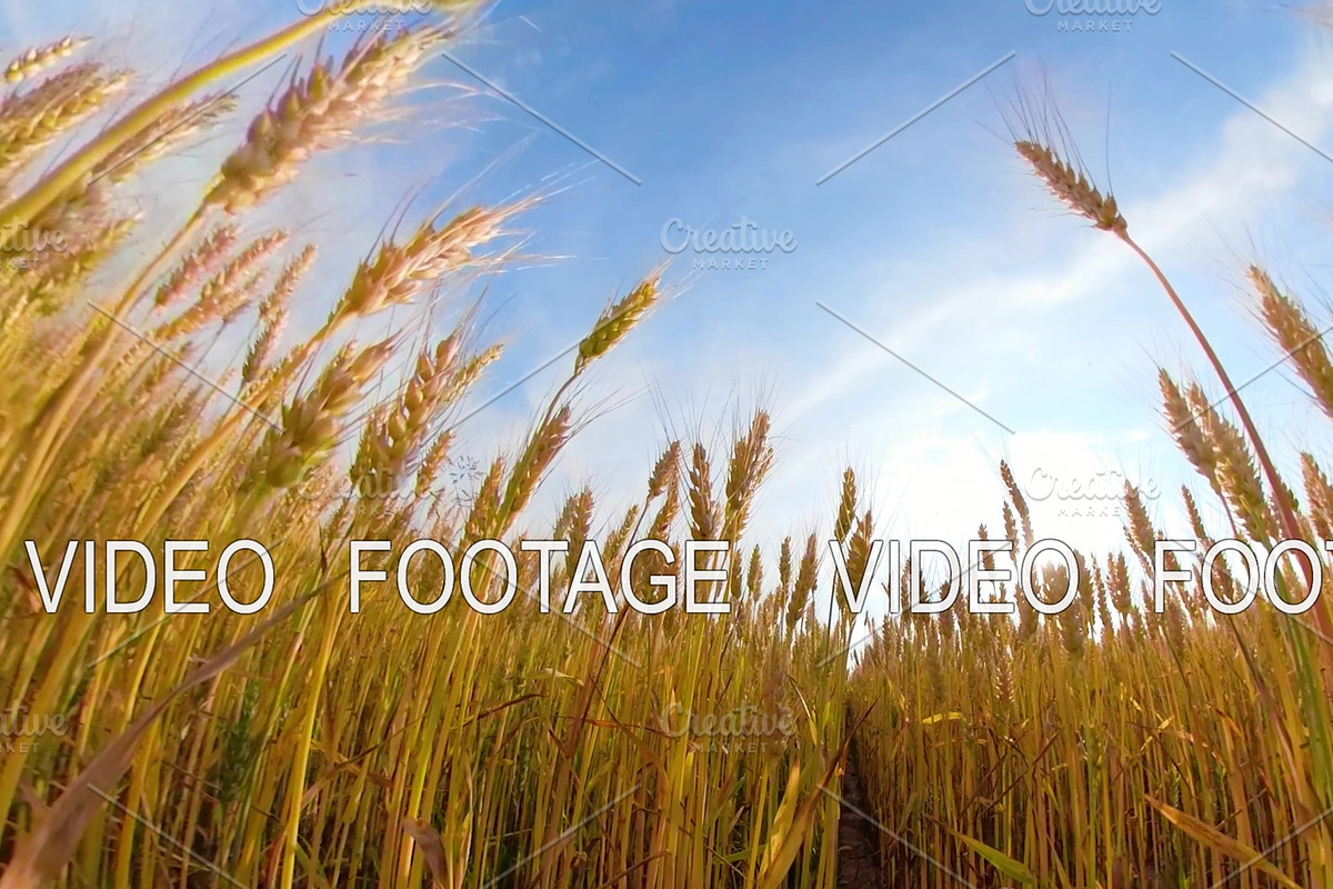 Yellow wheat field in Graphics - product preview 8