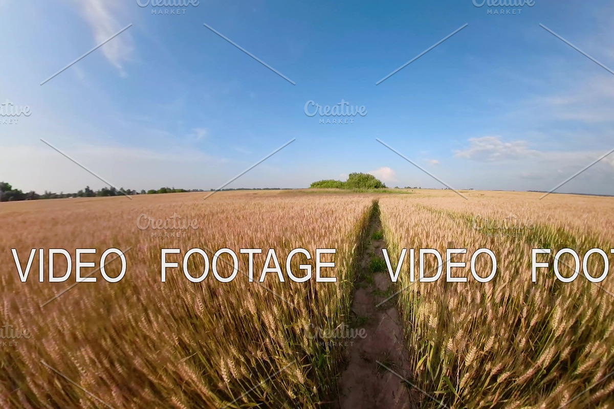 Green wheat field in Graphics - product preview 8