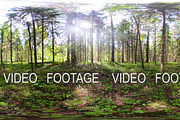 Beautiful green forest VR360