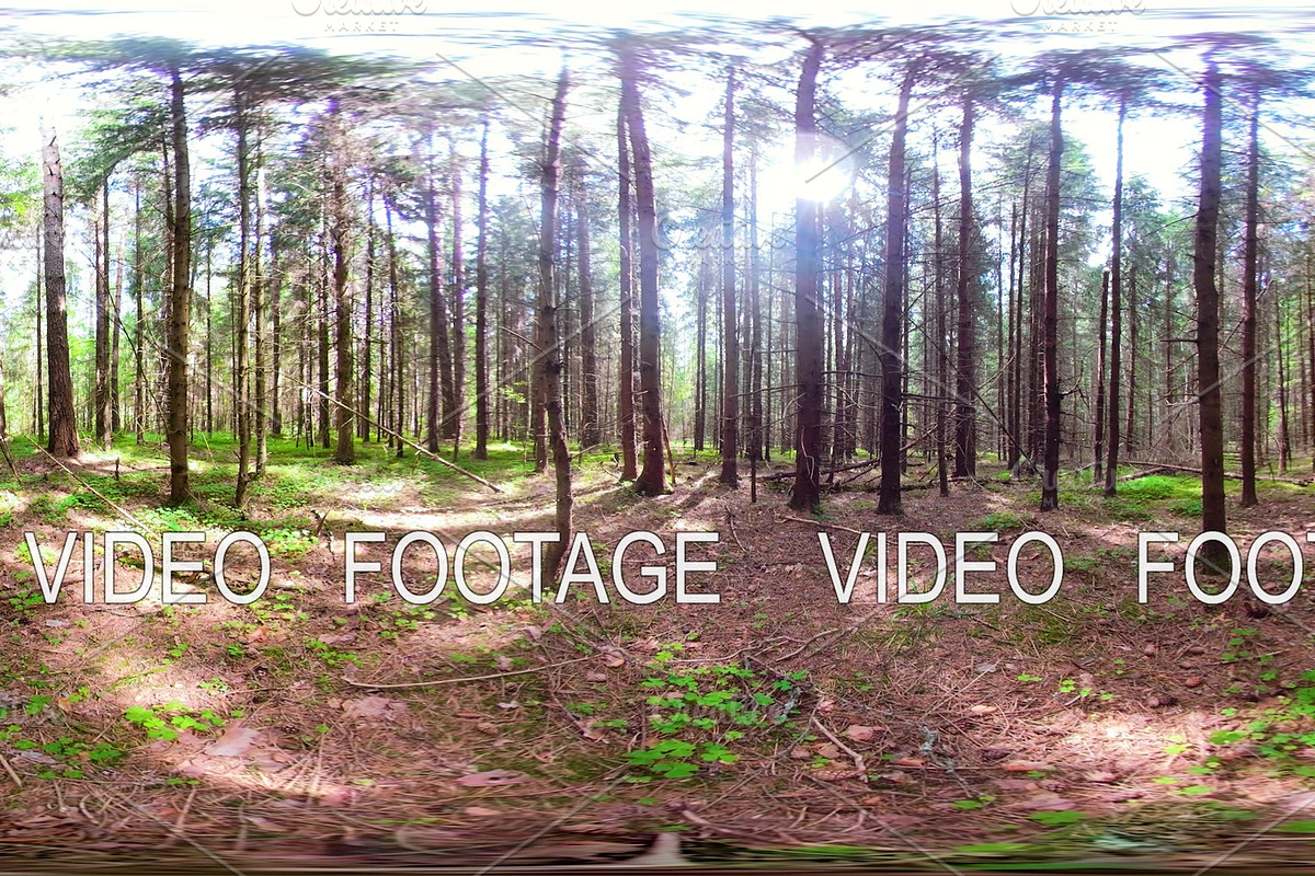 Beautiful green forest VR360 in Graphics - product preview 8