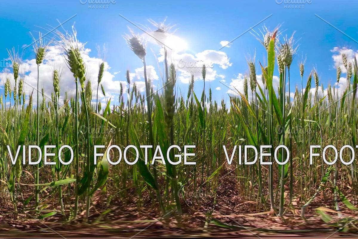 Green wheat field 360VR in Graphics - product preview 8