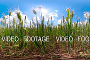 Green wheat field 360VR