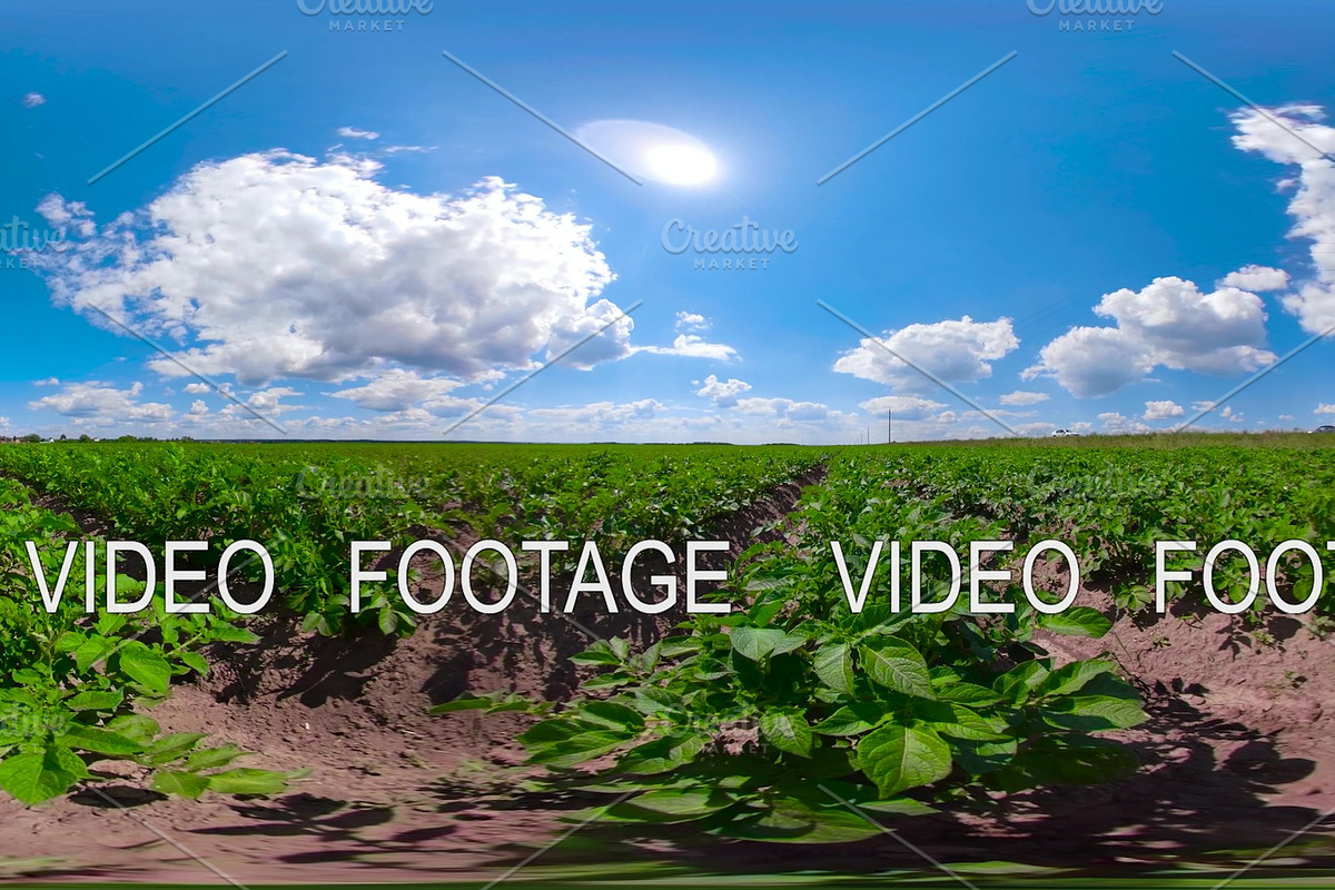 Potato field under blue sky 360VR in Graphics - product preview 8