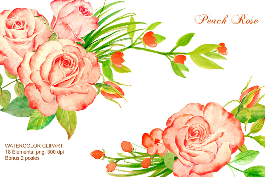 Peach Roses Watercolor Clipart in Illustrations - product preview 8