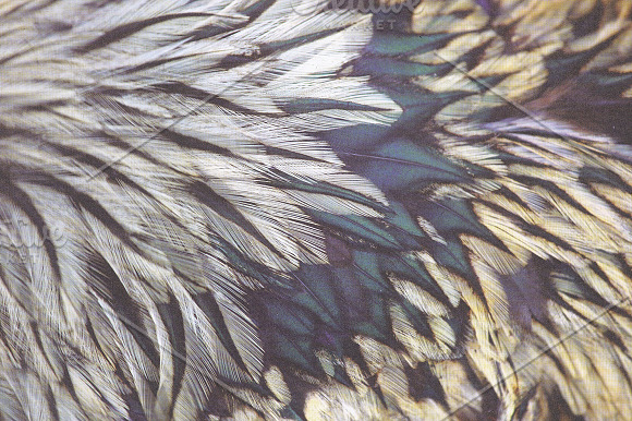 Feather Textures in Textures - product preview 6