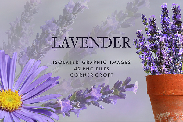Lavender clipart, Isolated Lavender