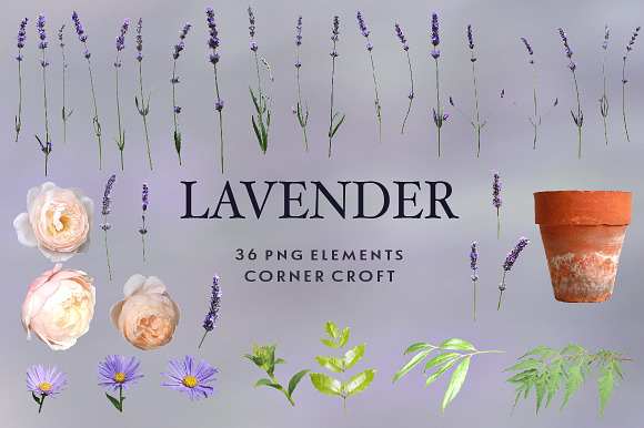 Lavender clipart, Isolated Lavender in Illustrations - product preview 1