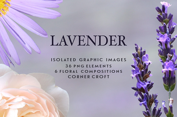 Lavender clipart, Isolated Lavender in Illustrations - product preview 3