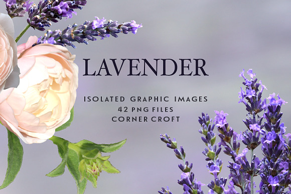 Lavender clipart, Isolated Lavender in Illustrations - product preview 4