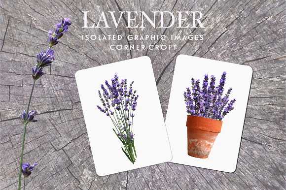 Lavender clipart, Isolated Lavender in Illustrations - product preview 6