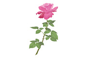 Flower rose
