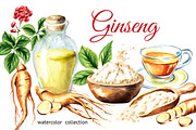 Ginseng. Watercolor collection