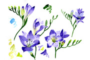 Aquarelle purple freesia PNG flower 