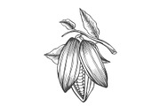 Cocoa beans freehand drawing