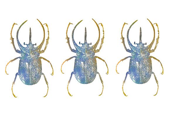 Escarabajo estampado  in Illustrations - product preview 2