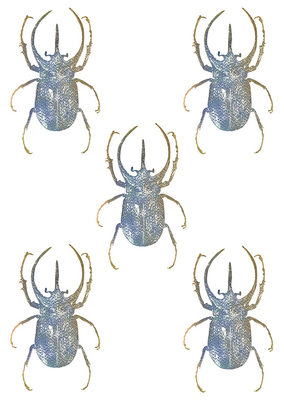 Escarabajo estampado  in Illustrations - product preview 3