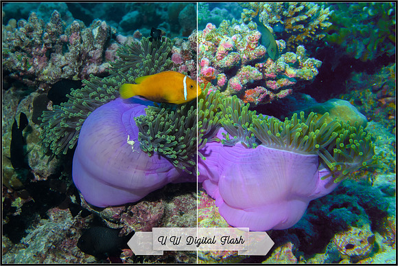 Underwater Fix Profiles for LR & ACR in Photoshop Plugins - product preview 3