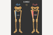 Female and male skeleton differences