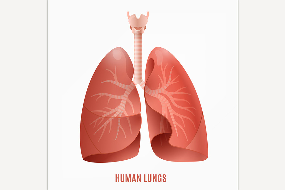 Human lungs icon in Illustrations - product preview 8