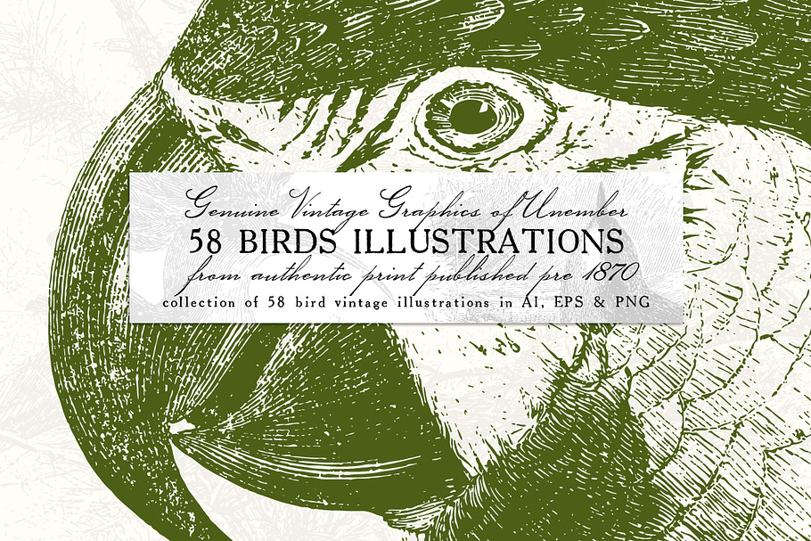 58 Birds Illustrations