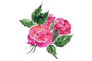 Watercolor rose flower bud isolated