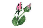 Watercolor rose flower bud isolated