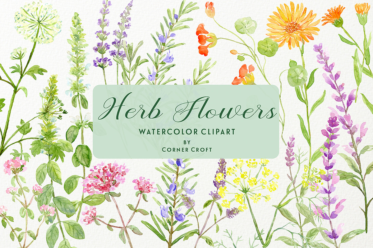 Watercolor Herb Flower Clipart in Illustrations - product preview 8