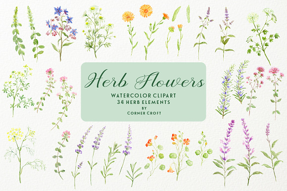 Watercolor Herb Flower Clipart in Illustrations - product preview 1