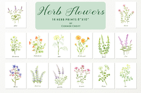 Watercolor Herb Flower Clipart in Illustrations - product preview 2