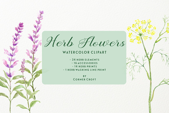 Watercolor Herb Flower Clipart in Illustrations - product preview 4