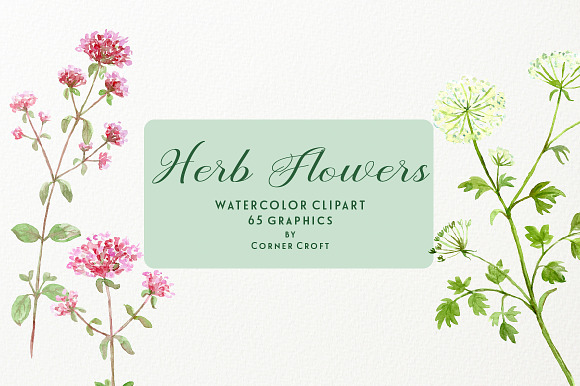 Watercolor Herb Flower Clipart in Illustrations - product preview 5