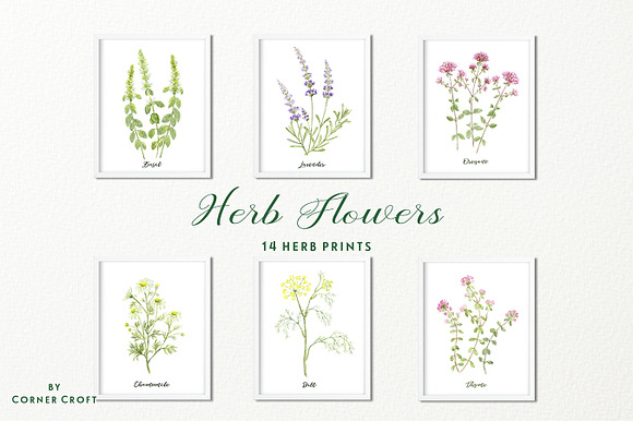 Watercolor Herb Flower Clipart in Illustrations - product preview 6