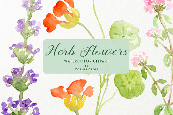 Watercolor Herb Flower Clipart in Illustrations - product preview 9