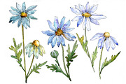 Blue daisy PNG watercolor flower set