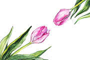 Watercolor tulip flower isolated art