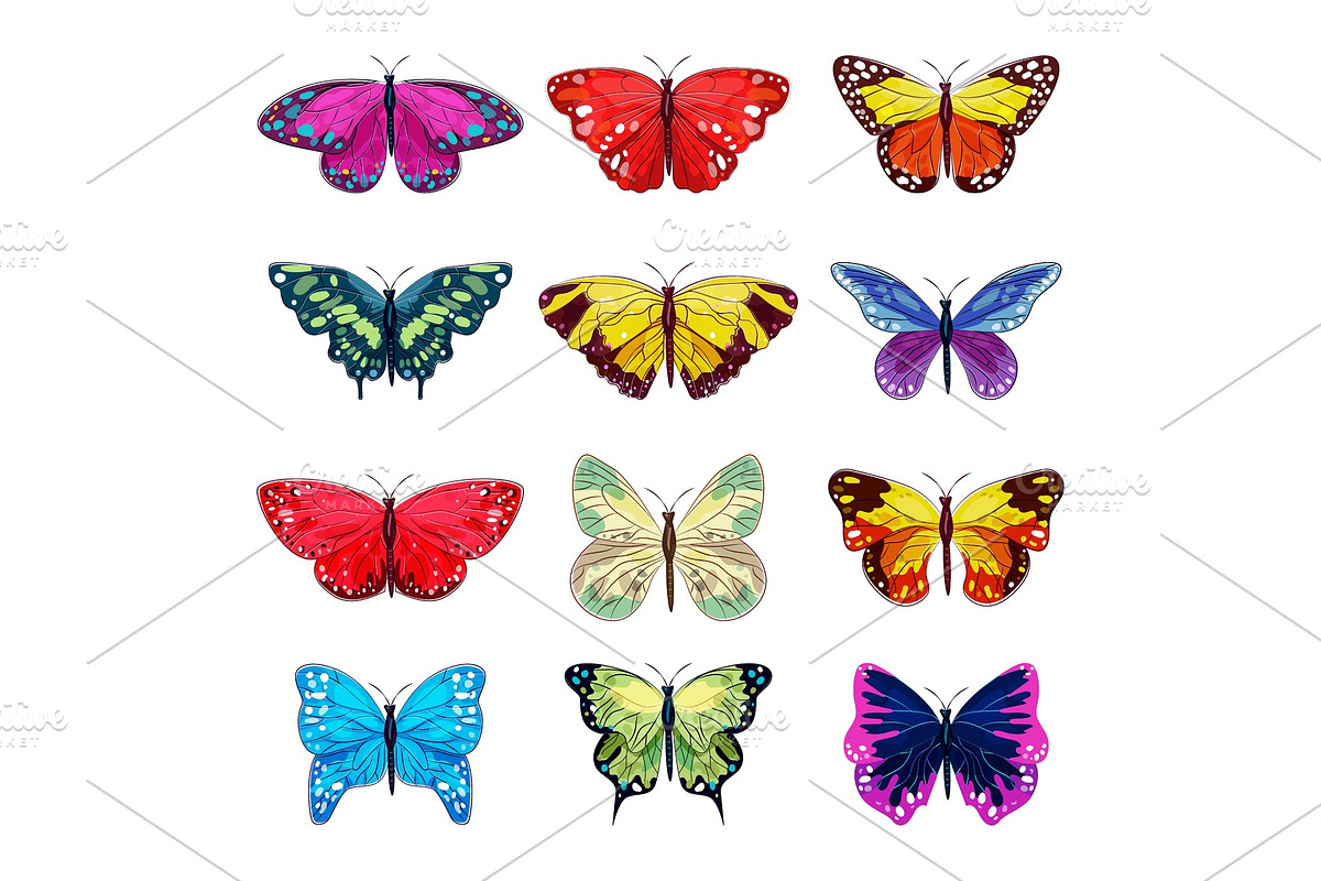 Butterfly vector colorful insect in Illustrations - product preview 8