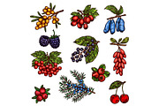 Garden and wild forest berry fruits