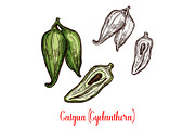 Cyclanthera pedata vegetable
