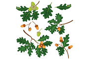 Oak branches with leaves and acorns