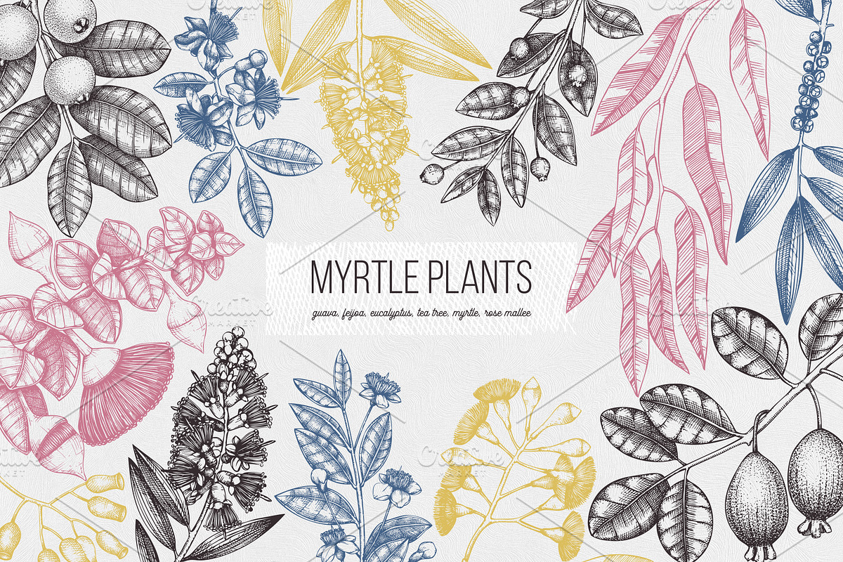 Myrtle Plants Collection in Illustrations - product preview 8