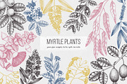 Myrtle Plants Collection