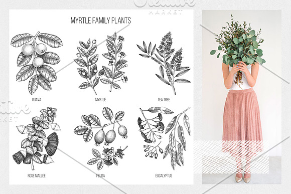 Myrtle Plants Collection in Illustrations - product preview 2