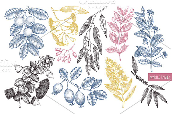 Myrtle Plants Collection in Illustrations - product preview 3
