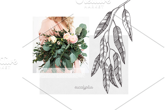 Myrtle Plants Collection in Illustrations - product preview 9