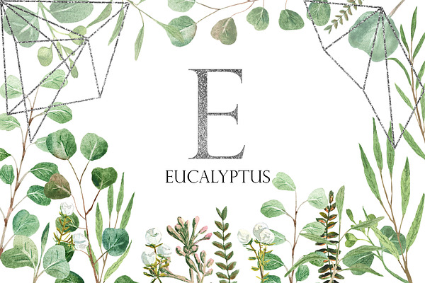 Silver Eucalyptus